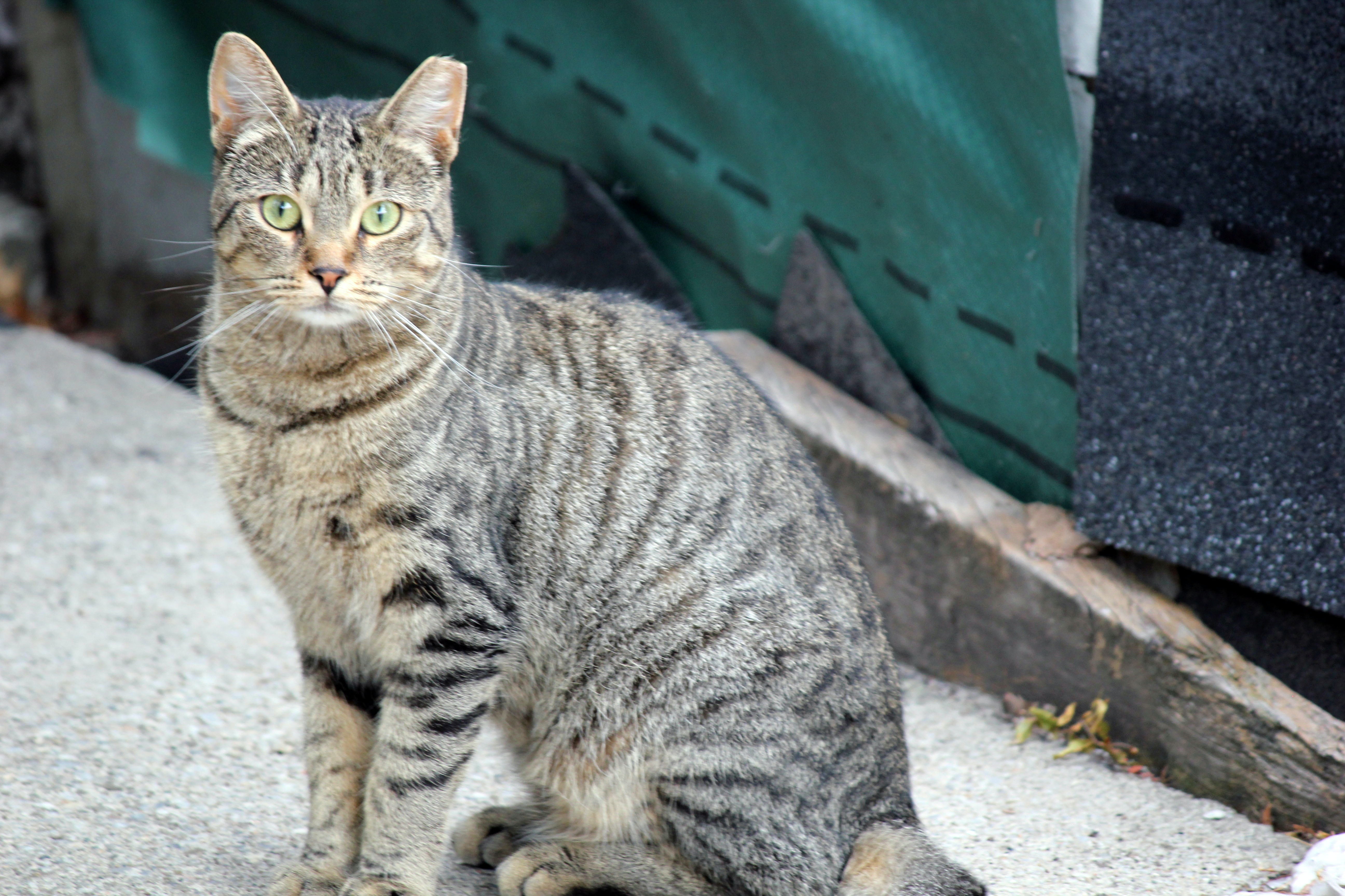 blur-care-cat-close-up