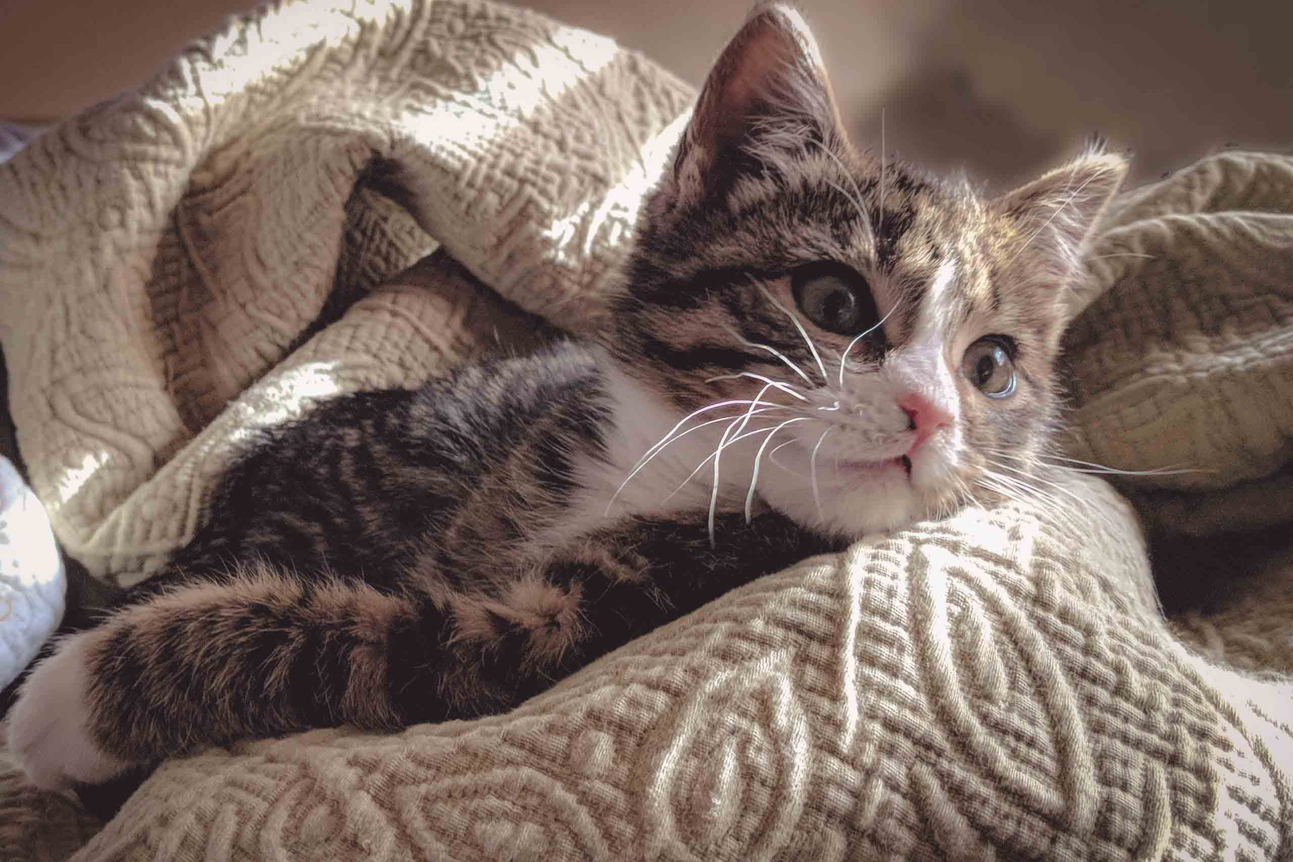 brown-tabby-cat-lying-down