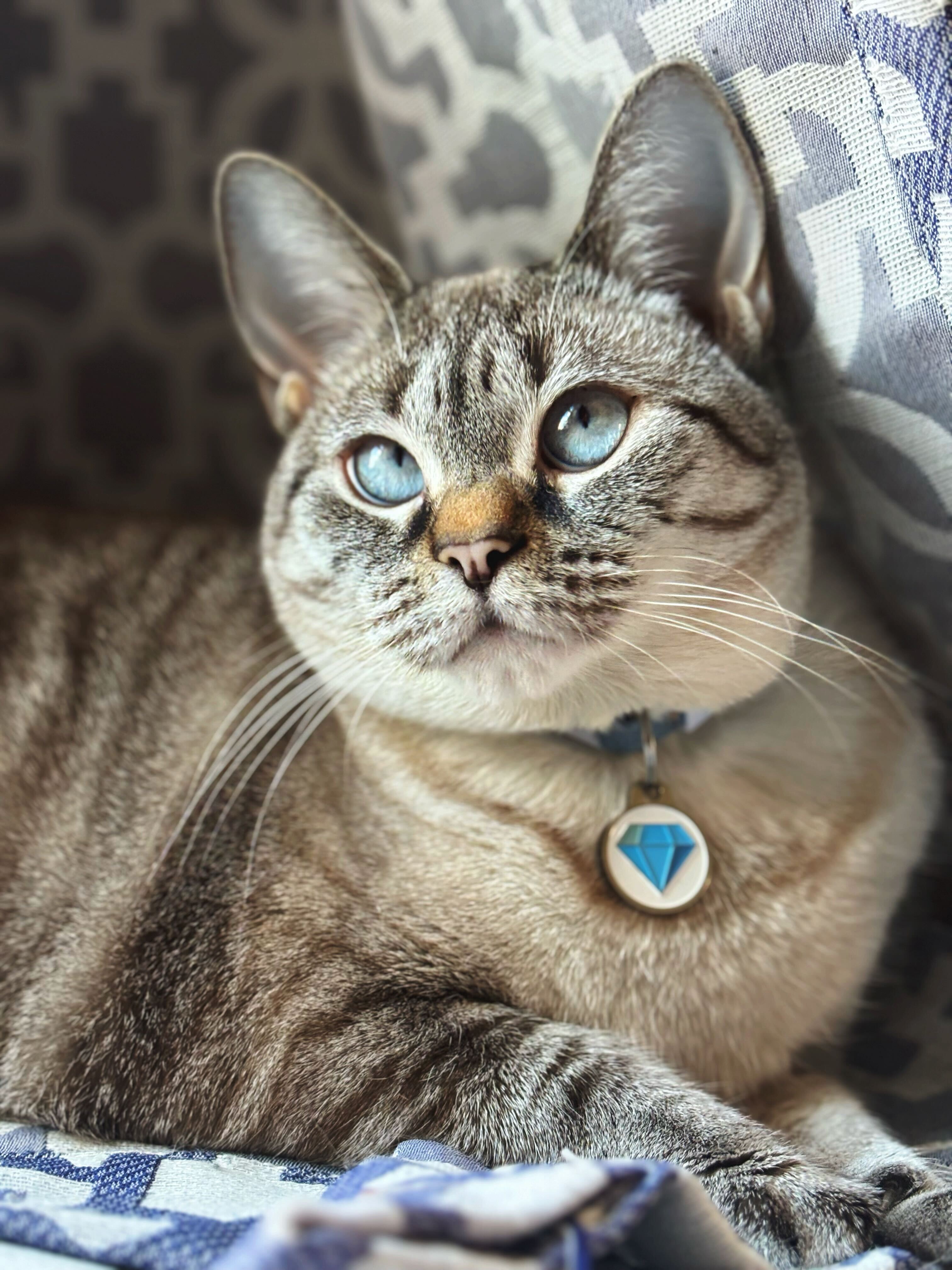Cat Licensing Photo