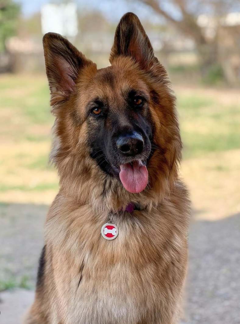 Dog Licensing Photo