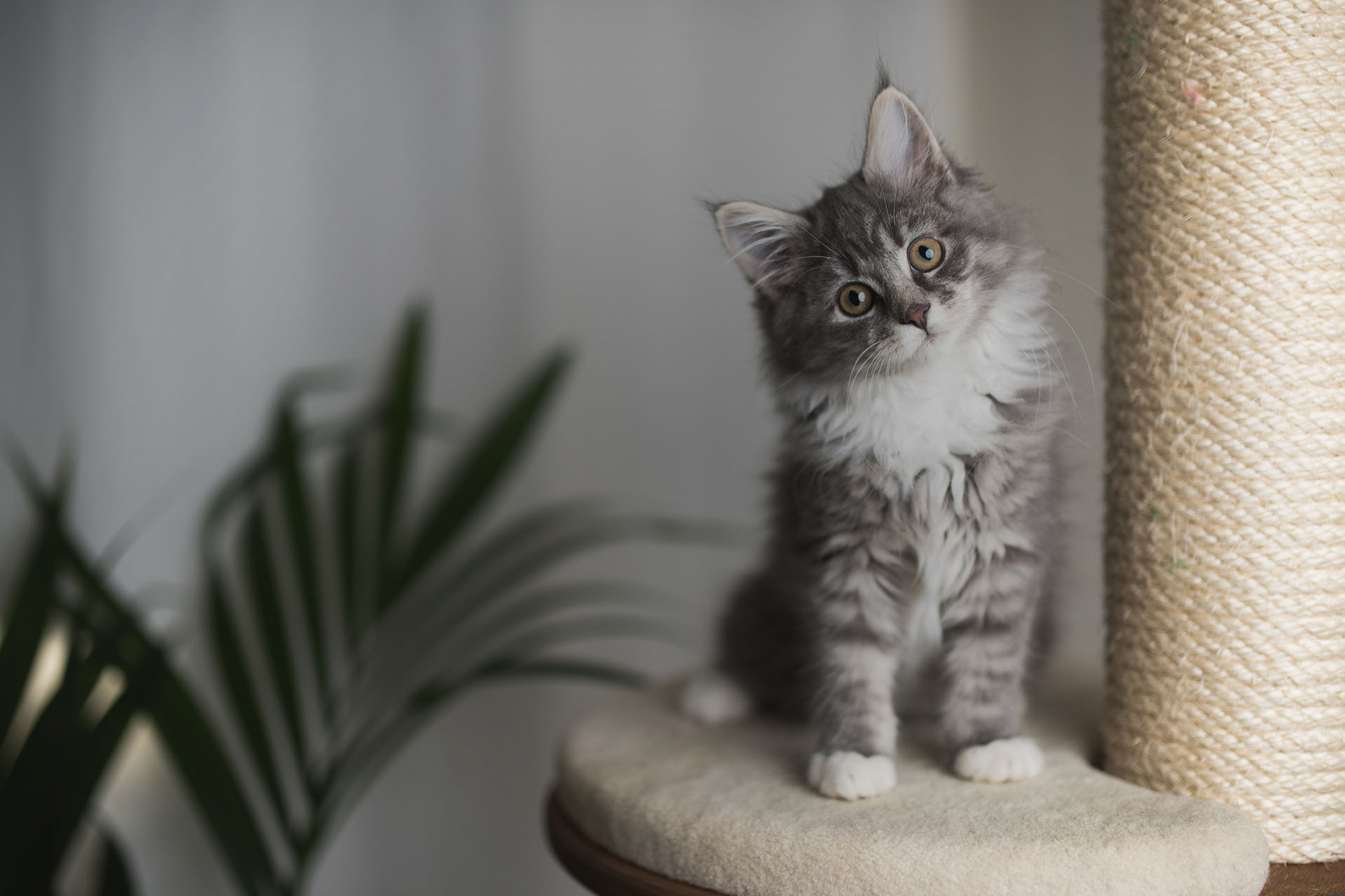 Adoption Animals at Davis County Animal Care