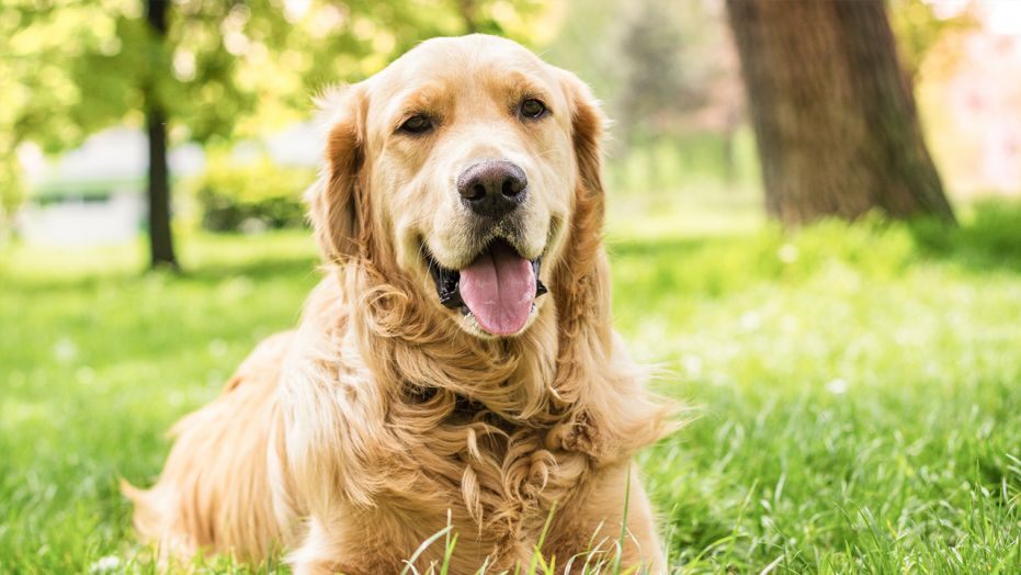 golden-retriever-istock