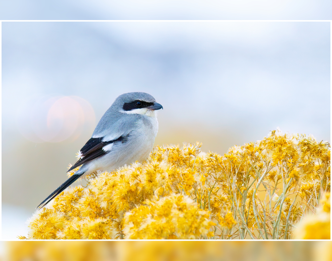 Quinn Diaz_Loggerhead Shrike Hunting