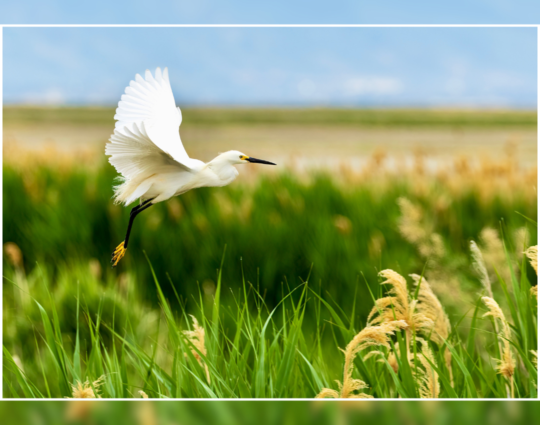 Candice Burke_Wings Over the Wetlands