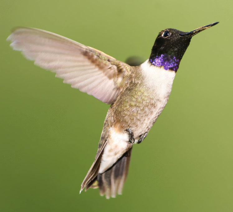 Black-chinnedHummingbird