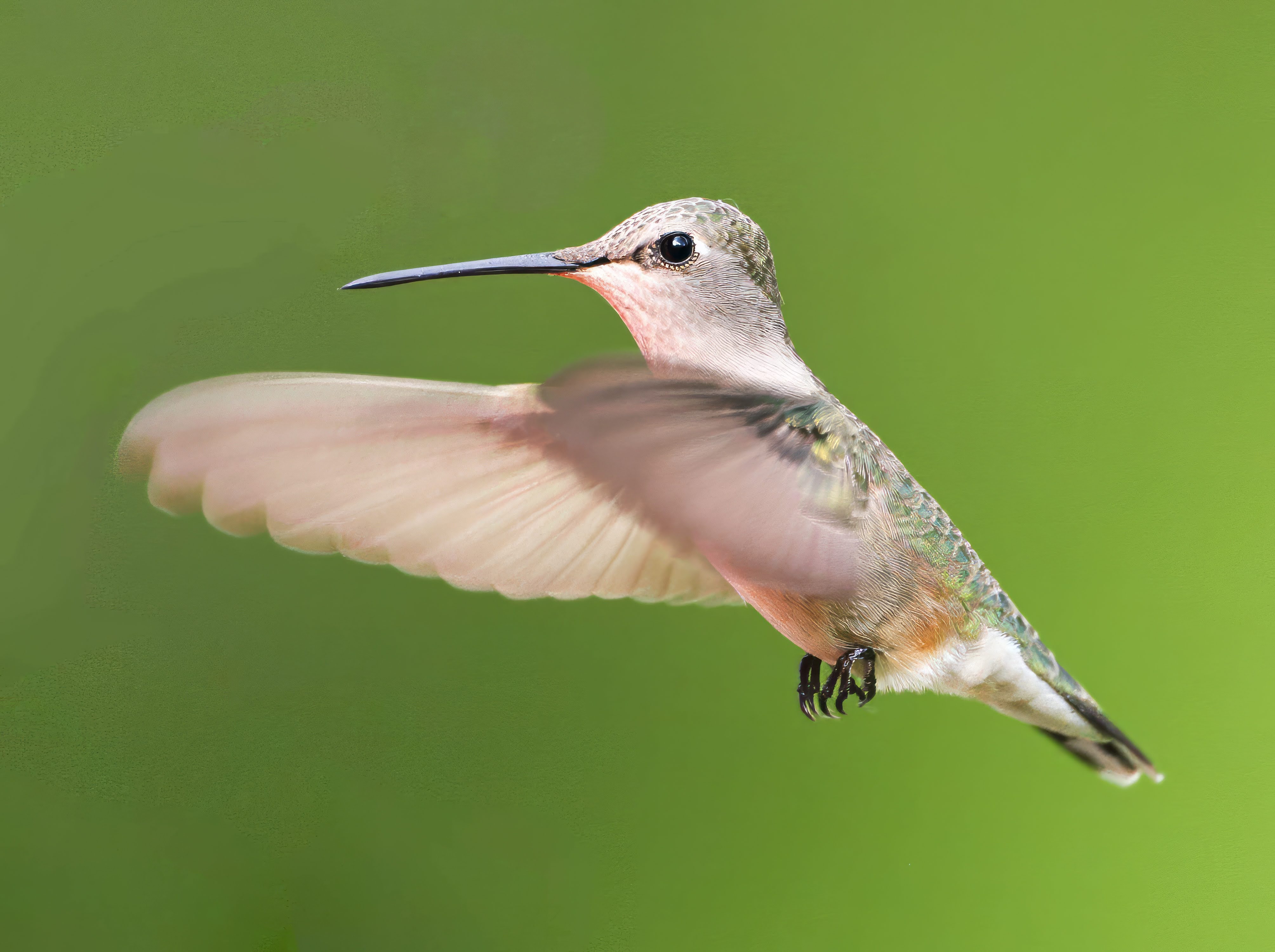 Black-chinnedHummingbird