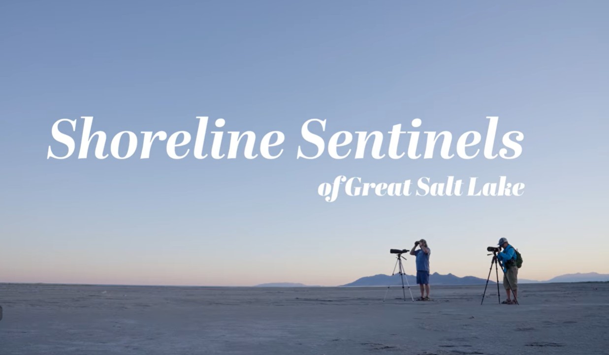 Shoreline Sentinels of Great Salt Lake