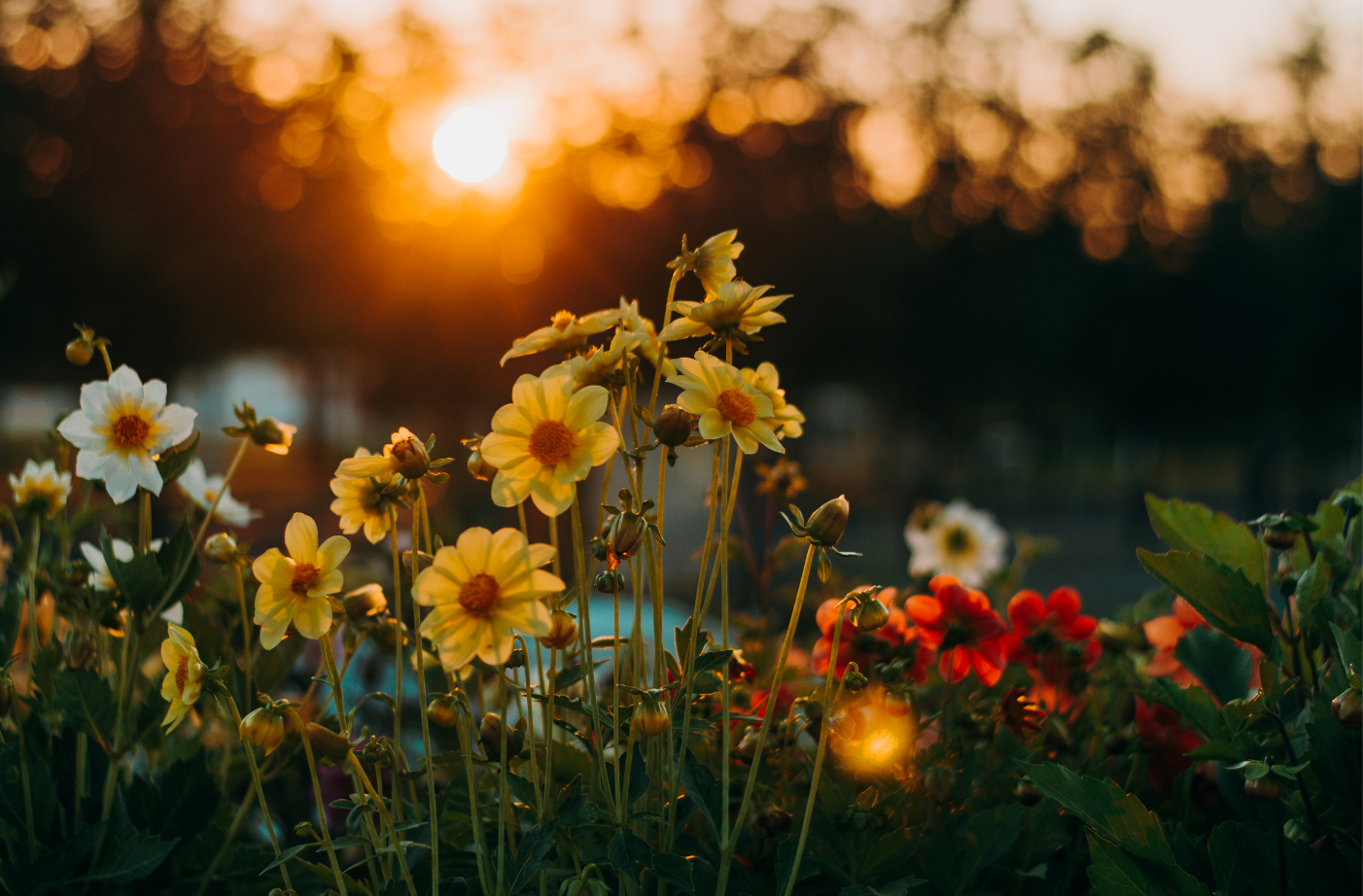 Flowers in a field