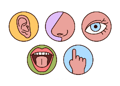 senses