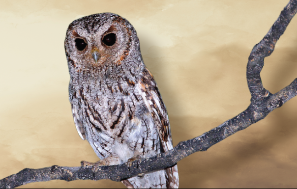 owl on a branch